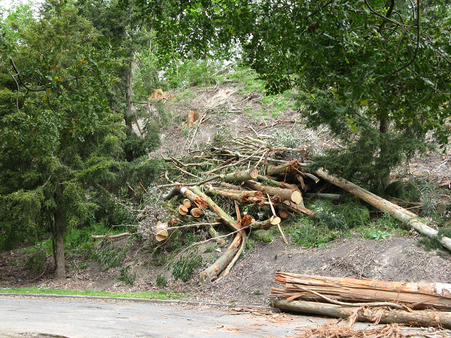 Felling gum trees 2 Oct. 2014. Cambridge Tree Trust